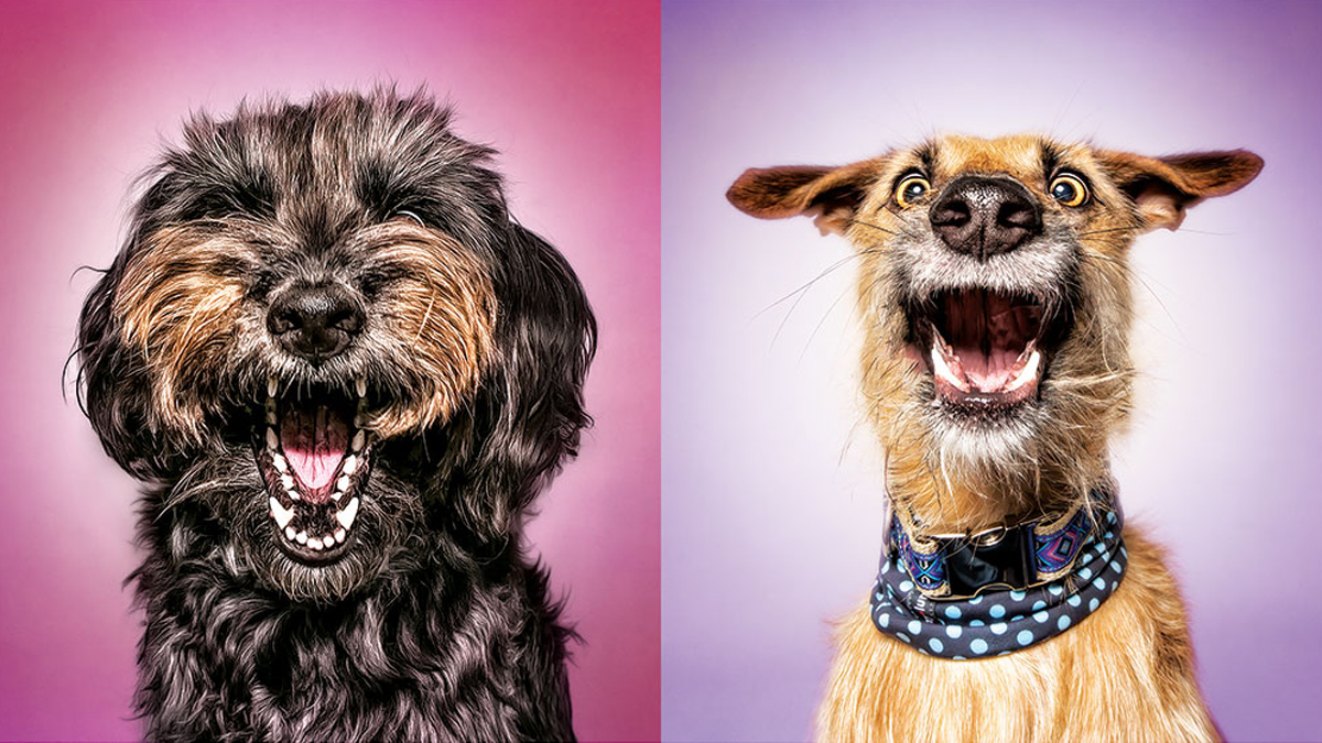 贏得成長的淨推薦指標