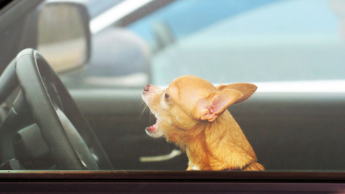 憤怒壞了決斷力