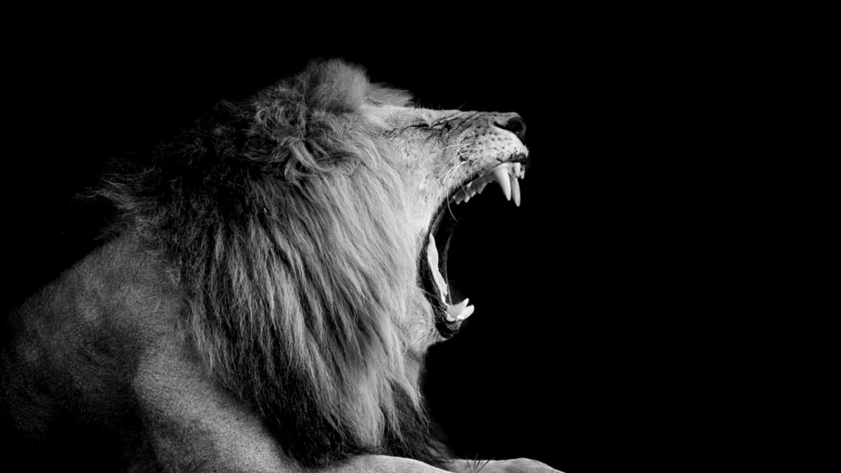 有勇有謀的領導人