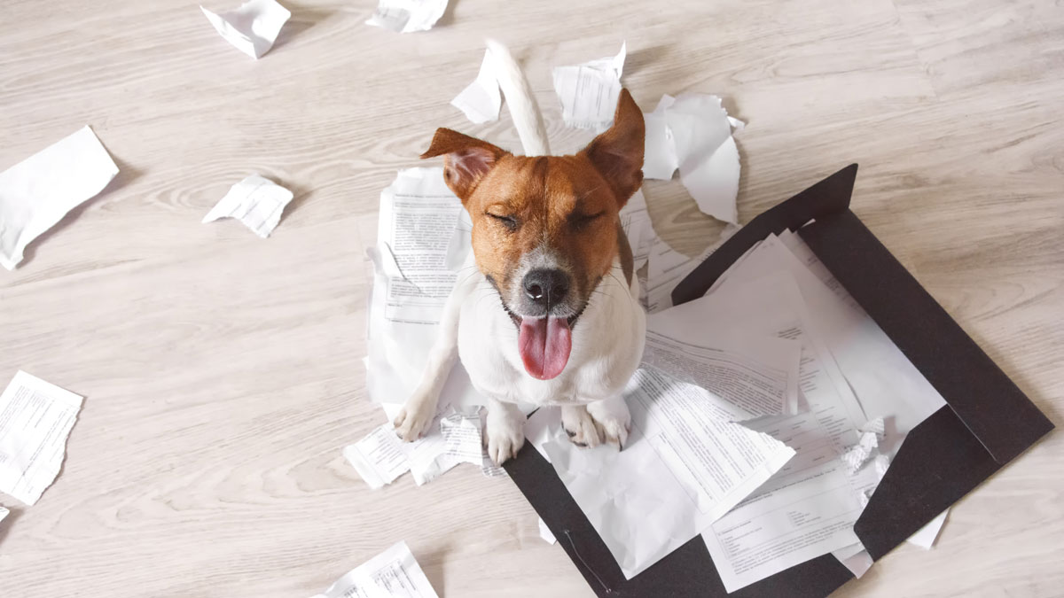 當情緒打敗了智商