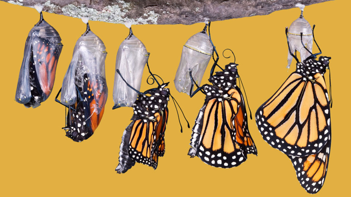 組織變革不需要大策略