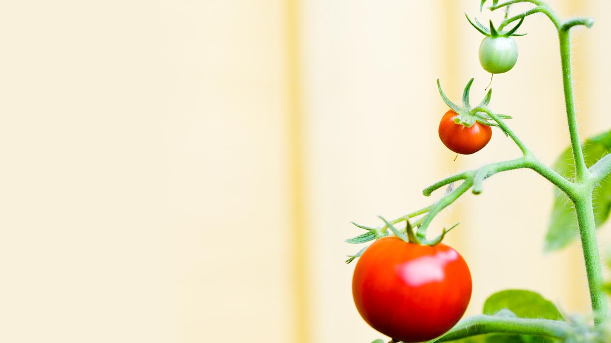 當大學與內閣有更多副首長……