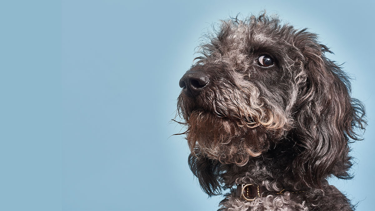 憤世嫉俗的心態是職場破壞王