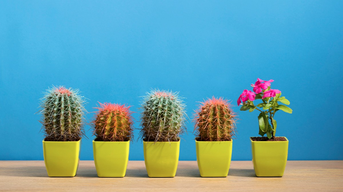 徵才尋求文化契合，未必有害多元性