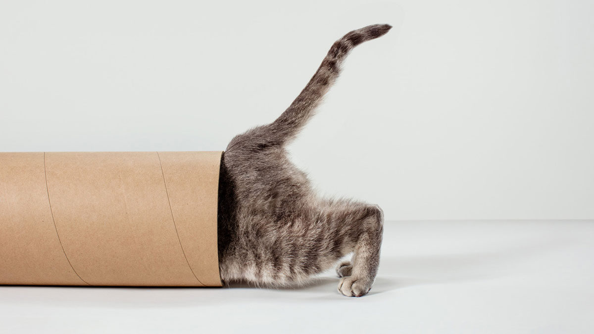 好奇心五大面向