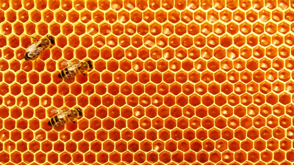 演算法助你做好決策