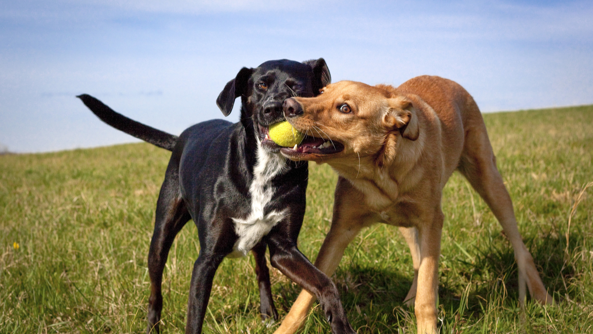 綠色競爭力：終結僵持局面