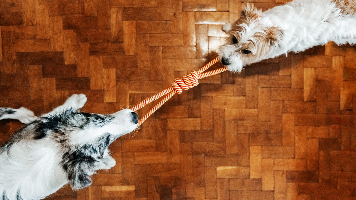專案經理必修的衝突化解術！不是當和事佬，是有效管理緊張關係
