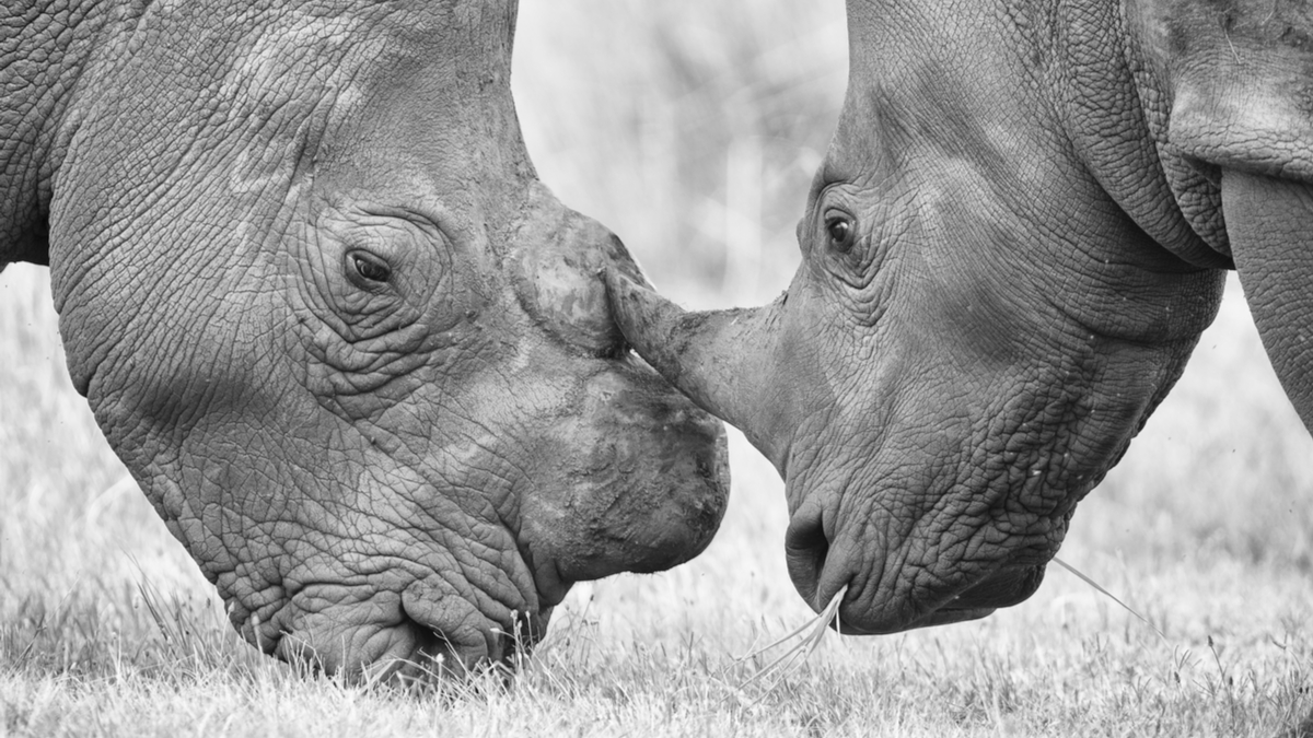 對互相依附的美國和中國來說，接下來是什麼？