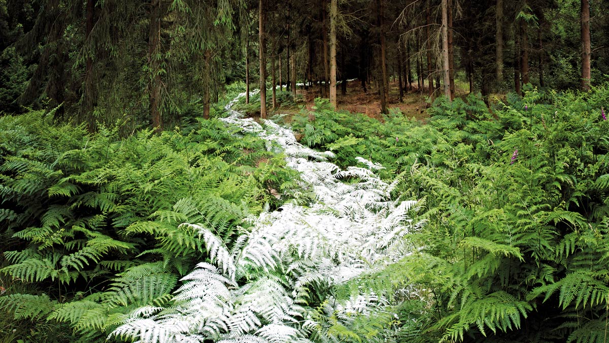 本文藝術作品／艾莉．戴維斯（Ellie Davies）在英國的森林裡建造臨時物件，藉此思考大地景觀、個人體驗和意義之間的複雜關係。