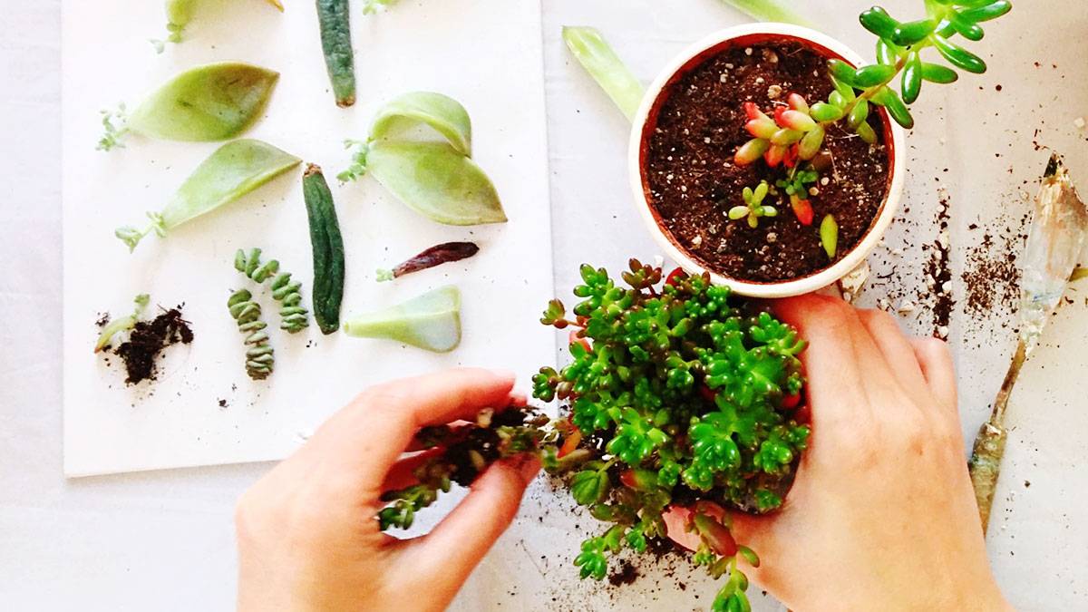 應把平台當成微型市場來管理