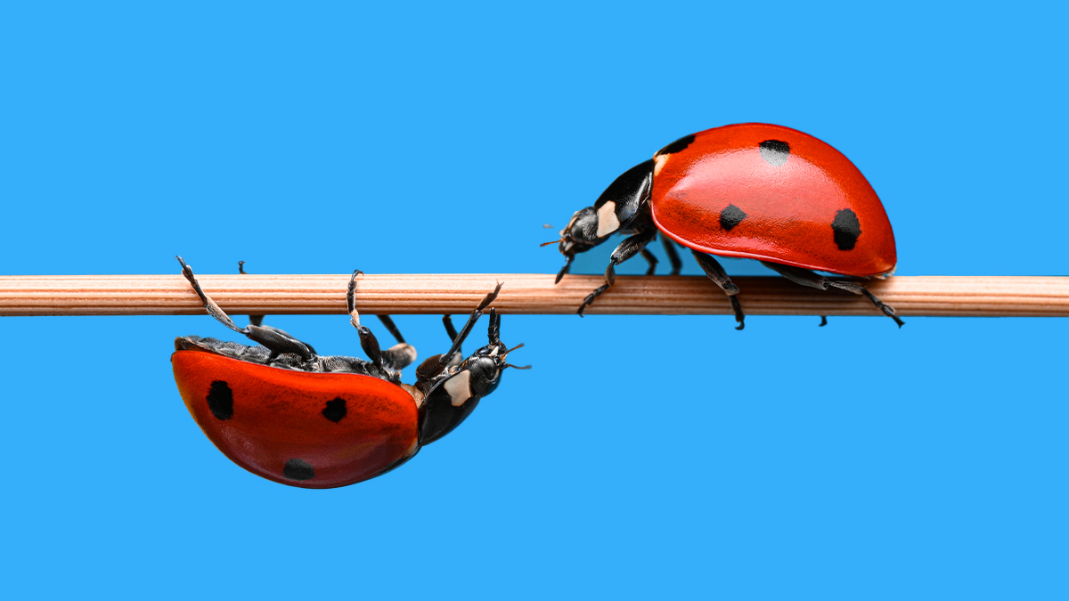 接受互相衝突的想法，讓企業策略更健全