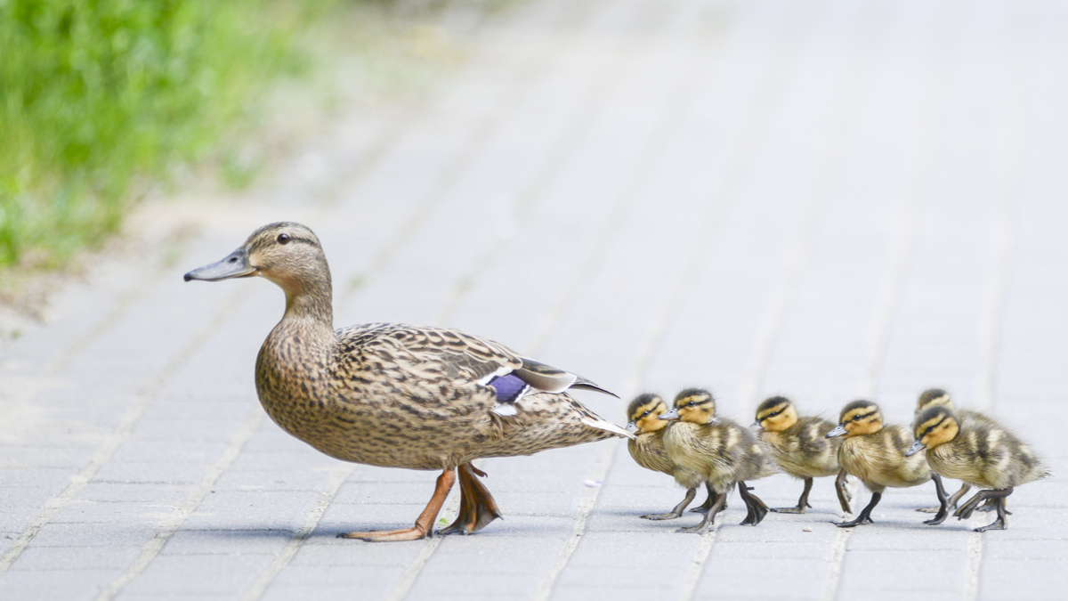 如何成為參與型領導人