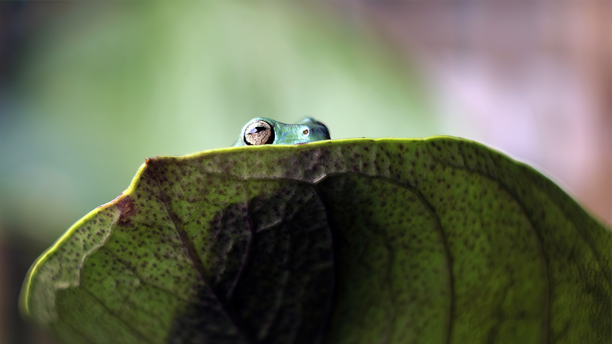 我們都是井底之蛙！
