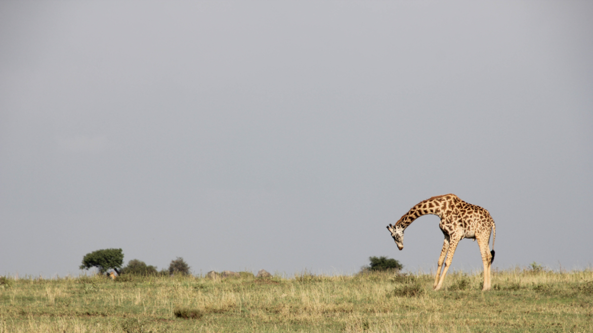 為何東亞地區家族企業受困於接班問題？