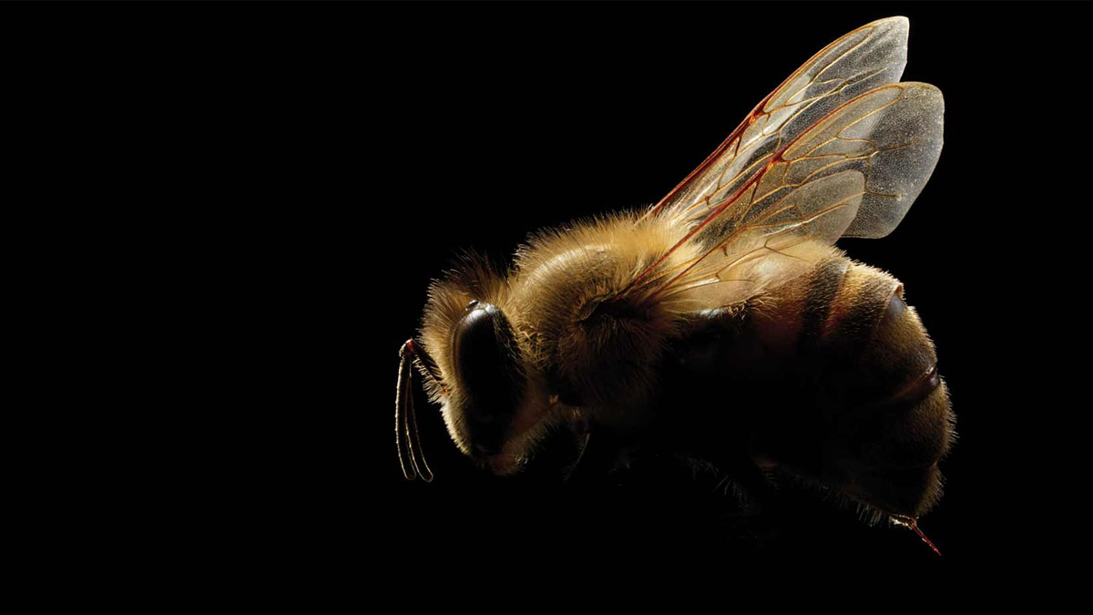 企業怪獸壟斷市場，高效率代價高