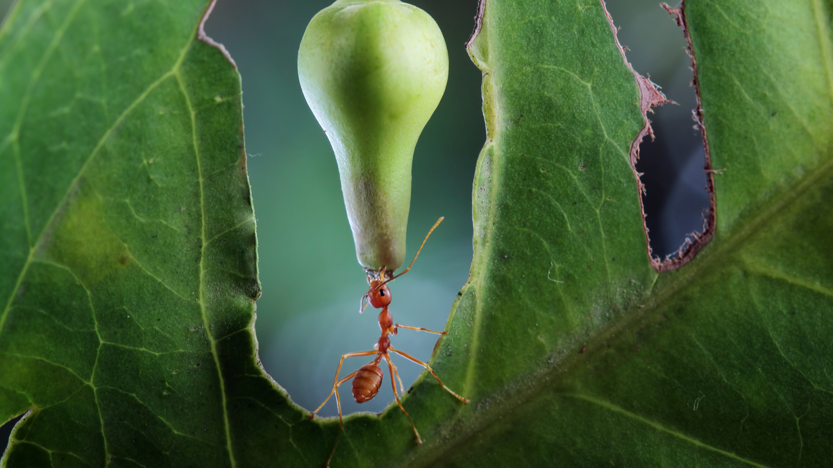 小決定撼動大策略