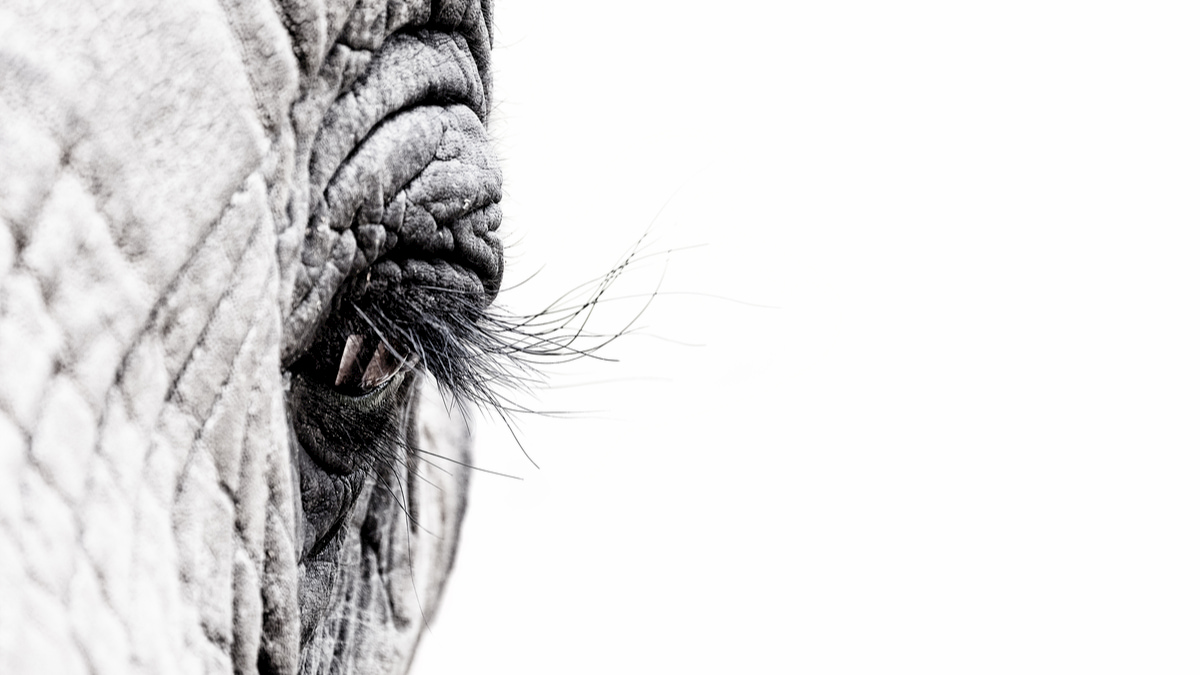 決策於渾沌之中