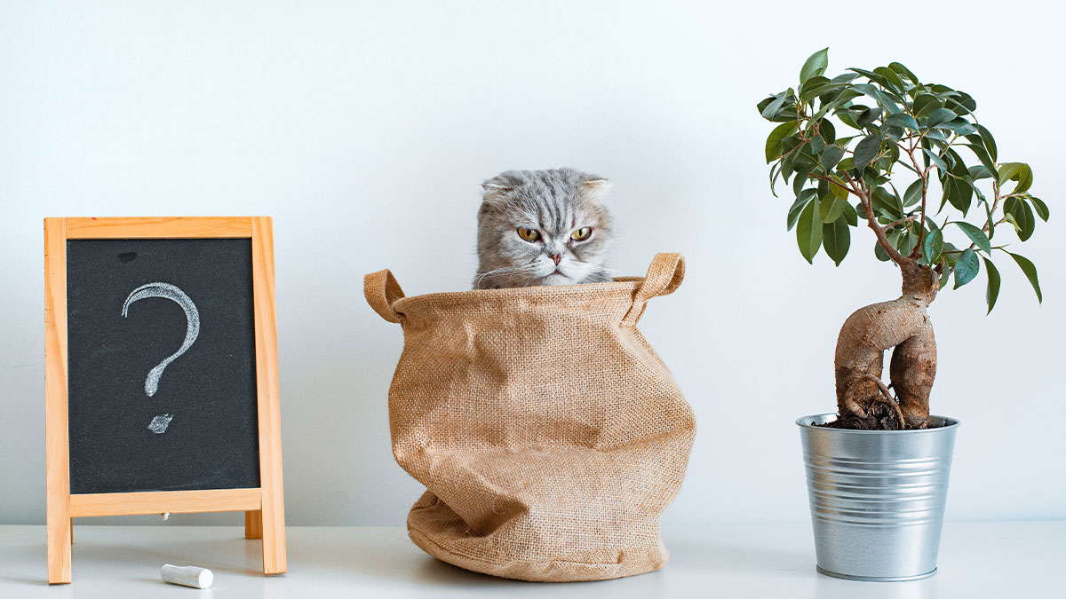 先停下腳步探索問題本質，別僅迷戀答案！