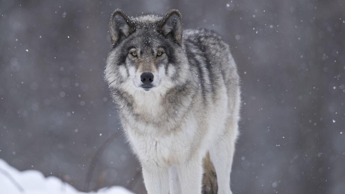 阿里巴巴應該忽略其股東