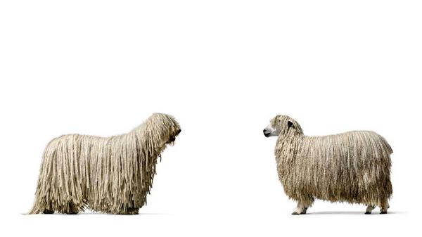 一個單位兩個策略？