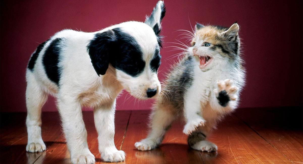 當多元性遇見回饋意見