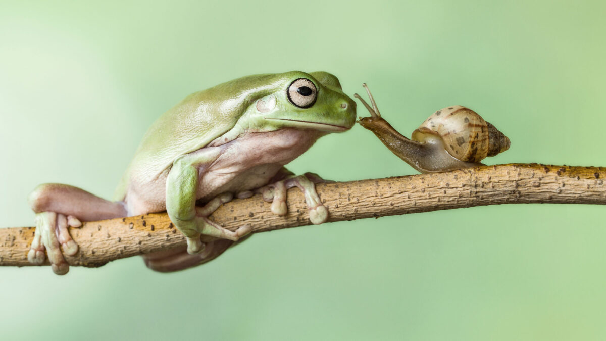 共同執行長的績效比較好？