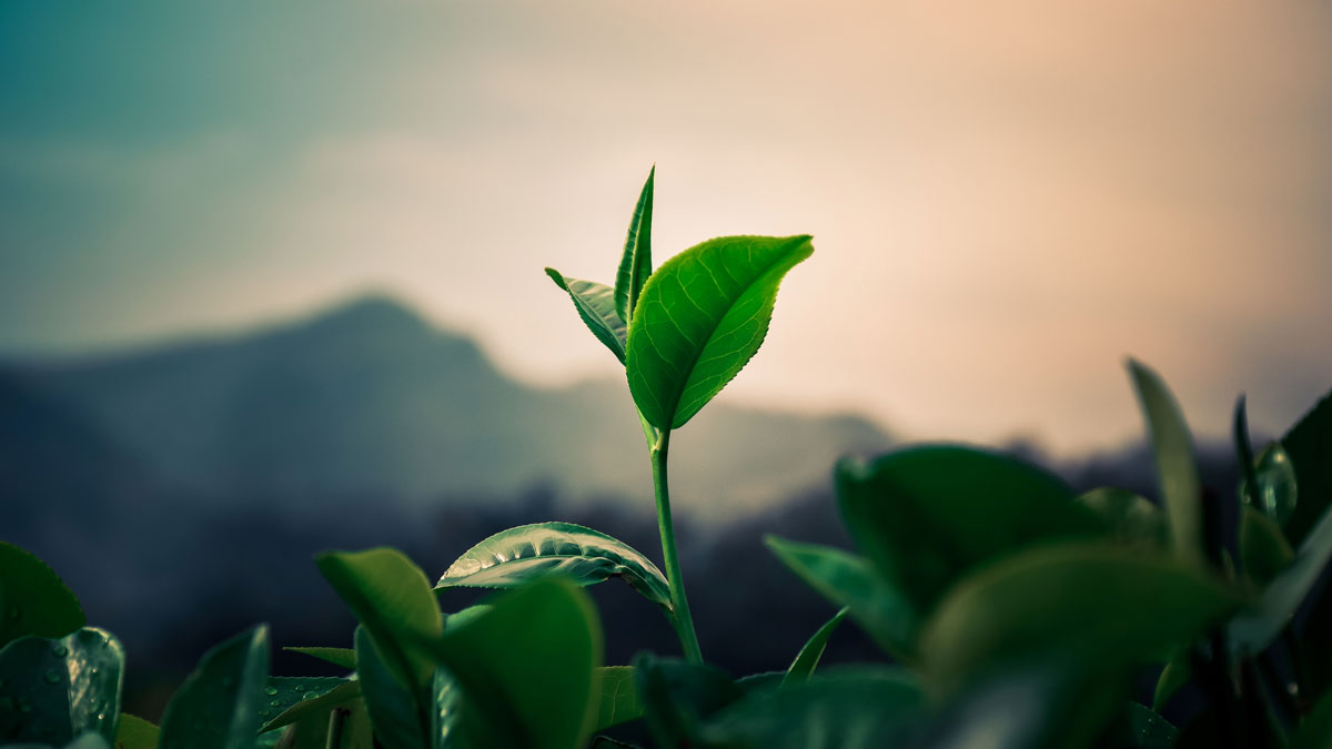 企業成長的義務與挑戰