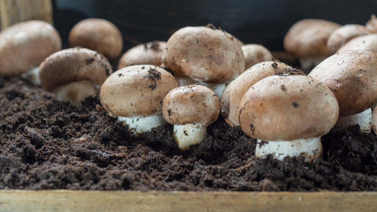 搖錢樹員工育種大計