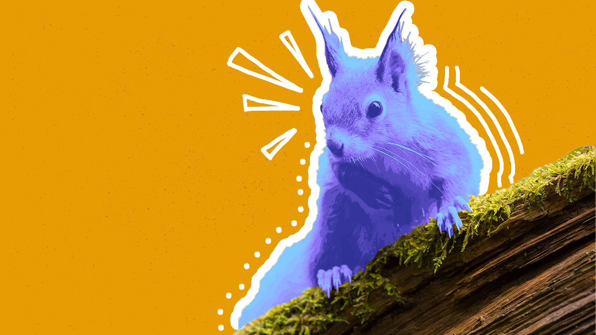 成為雇主搶著要的「紫松鼠」