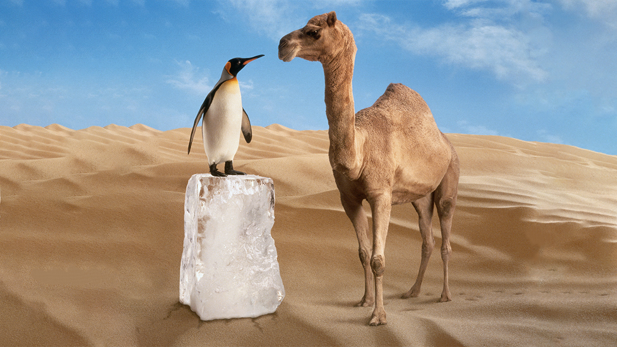 讓遠距工作同事與你沒有距離