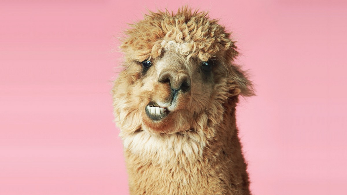 如何在會議上發言，以及何時該沉默