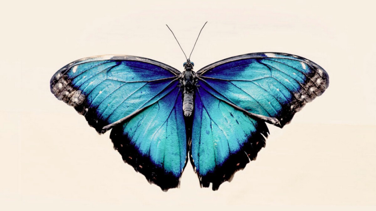 管理你的社交型員工