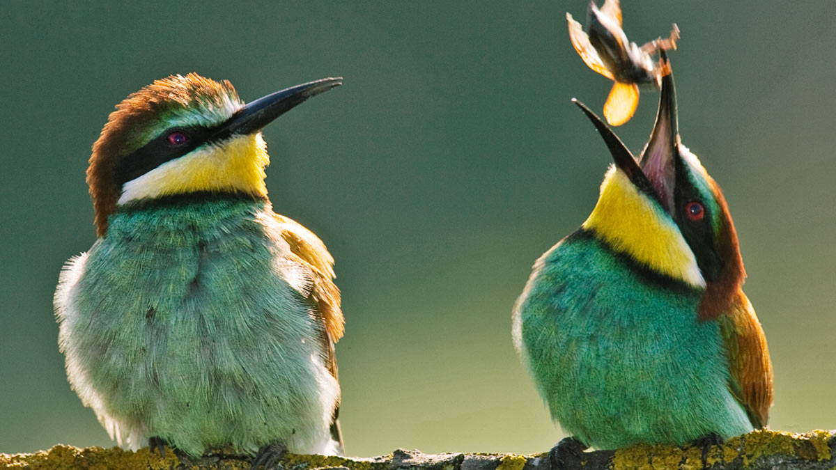 家族企業：開創與經營應分開