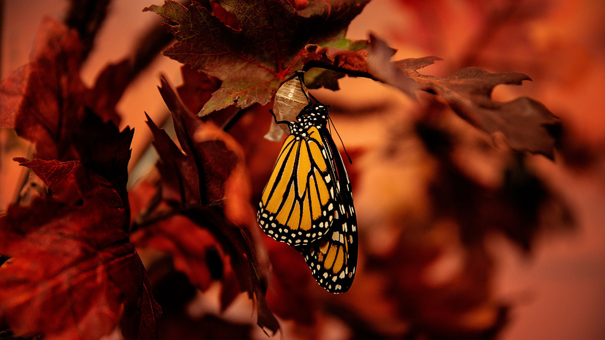 從DOGE看組織變革