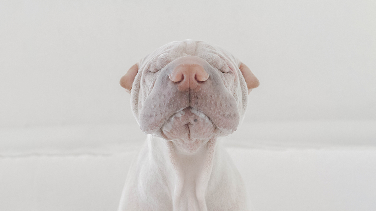 迎戰疫情引爆的疲勞、害怕與恐慌