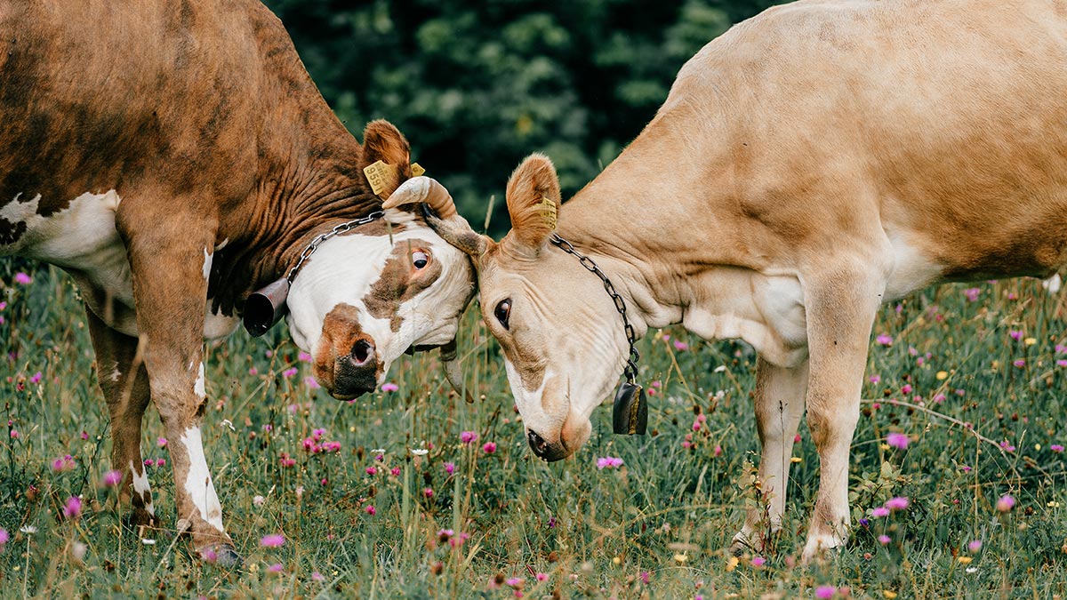 有能力也「有個性」的同仁，怎麼管理才不會讓他覺得沒面子？