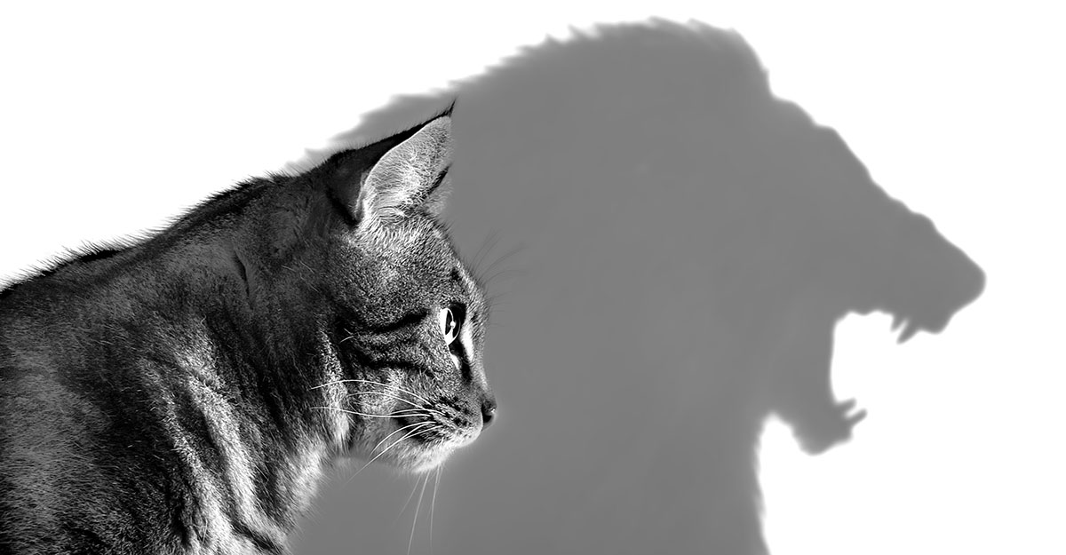 掌握心流領導力